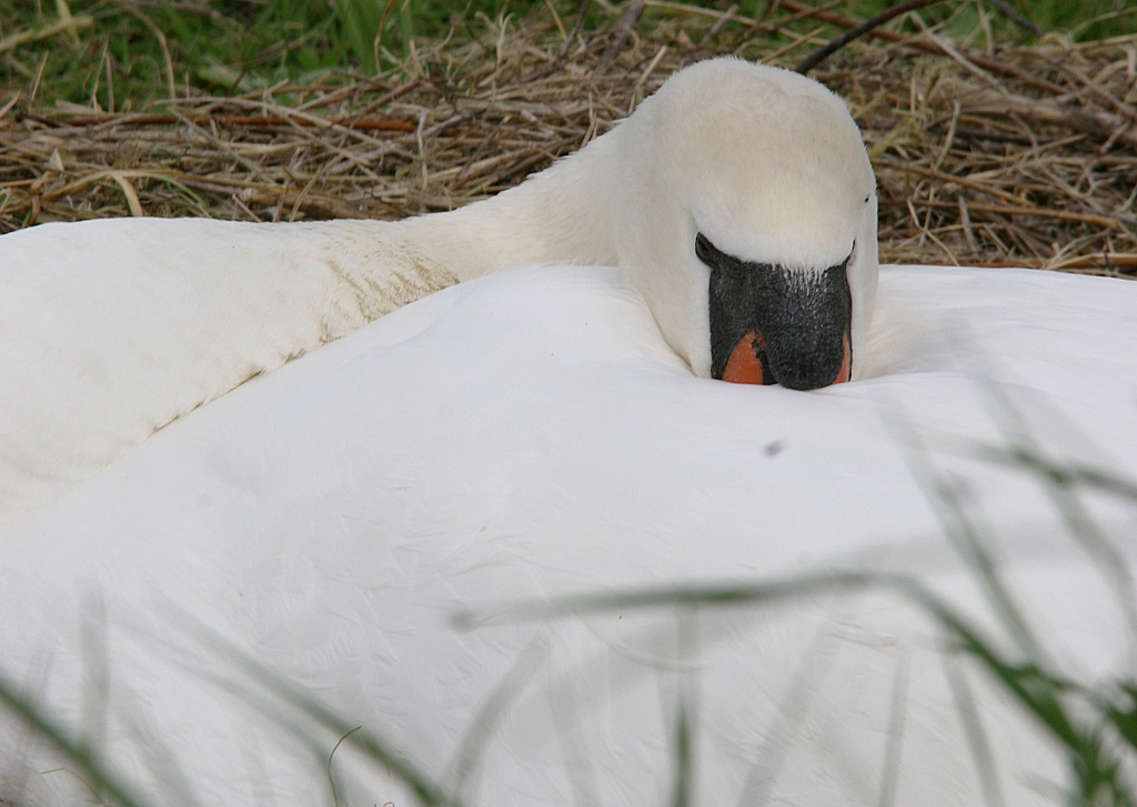 Cygne tuberculé couve IN.jpg