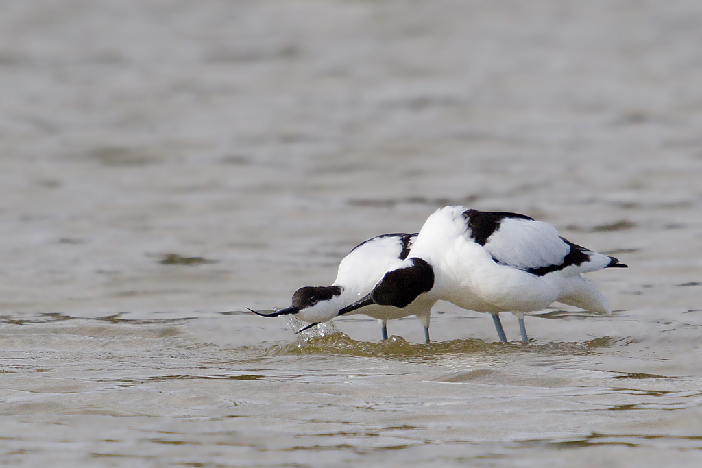 avocette accouplement _029.jpg