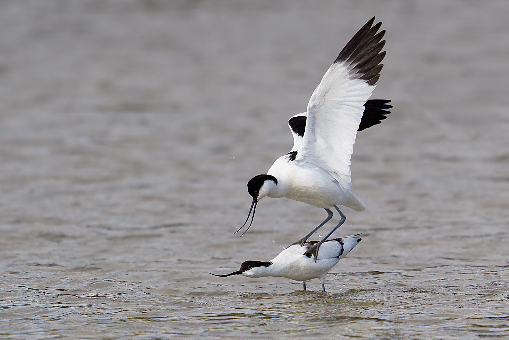 avocette accouplement _032.jpg