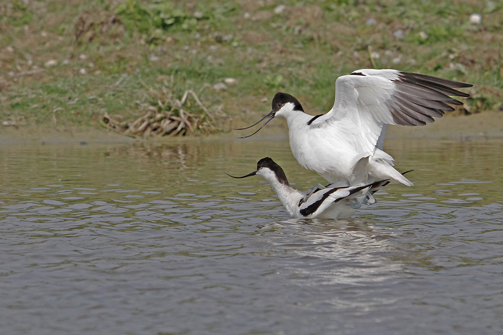 avocette accouplement 21.jpg