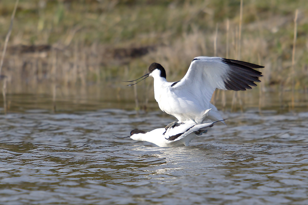 avocette accouplement _036.jpg