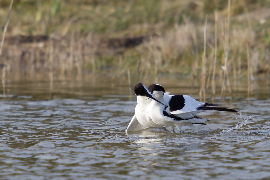 avocette accouplement _037.jpg