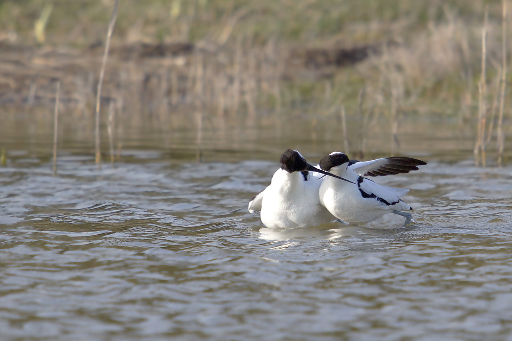 avocette accouplement _038.jpg