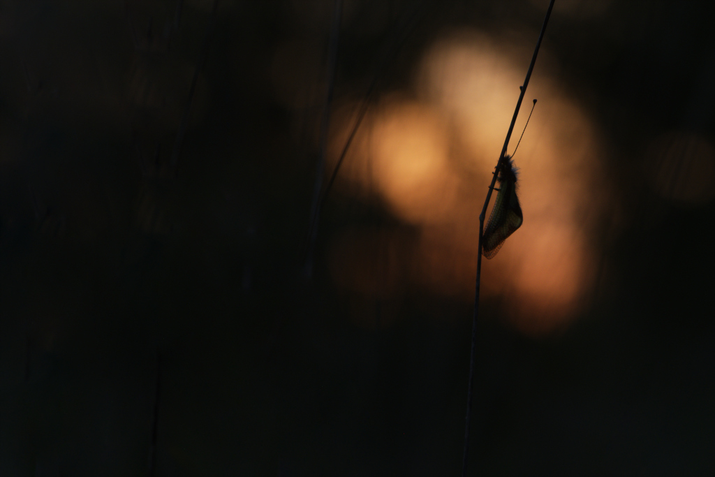 _DSC9370_DxO_DxO.jpg