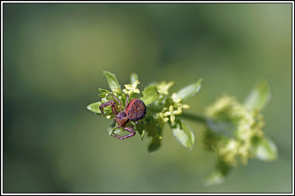 araignee_crabe(xysticus-audax)(1_3).jpg