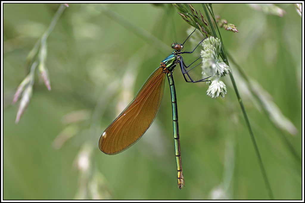 Caloptéryx-vierge-femelle(Calopteryx-virgo)(25_27).jpg