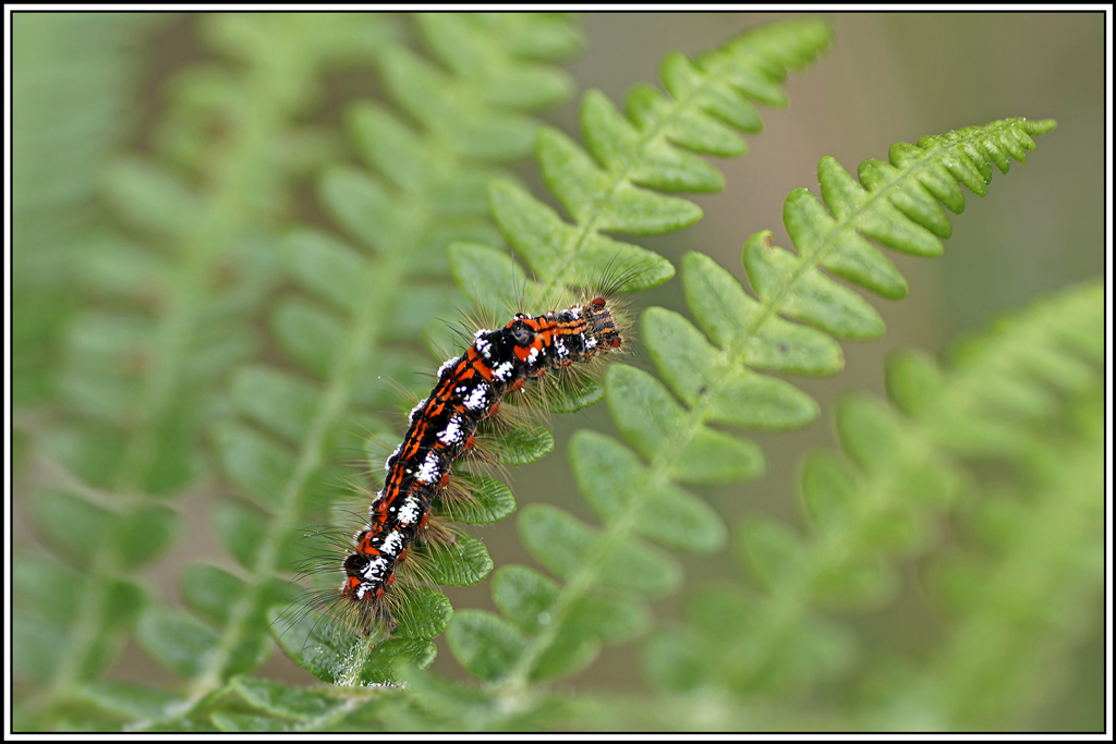 Cul-doré(Euproctis-similis)(1_2).jpg
