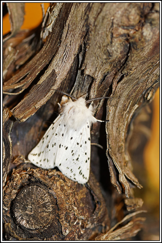 ecaille_tigree(Spilosoma-lubricipeda)(1).jpg