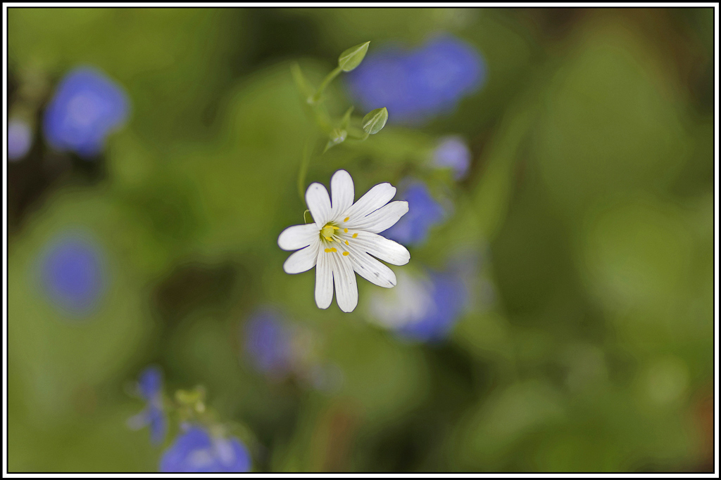 flore(1145_1147)(stellaria-holostea).jpg