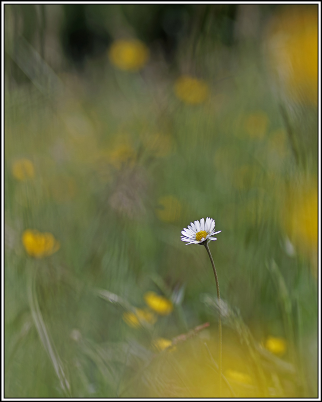 flore(1149)(bellis-perennis).jpg