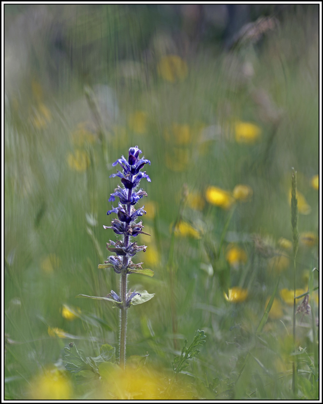 flore(1150)(ajuga-reptans).jpg