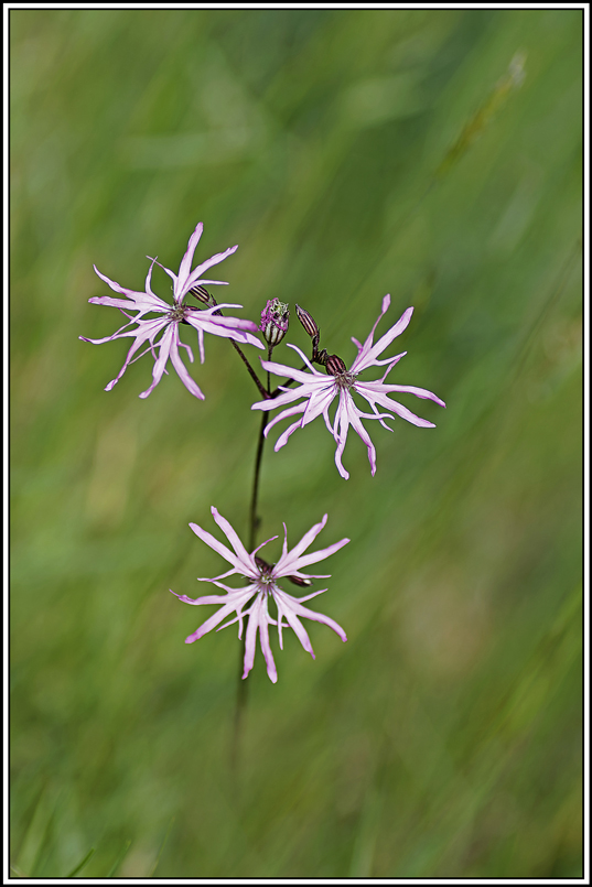flore(1152)(lychnis-fleur-de-coucou).jpg