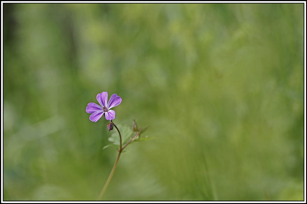 flore(1154)(Geranium-robertianum).jpg