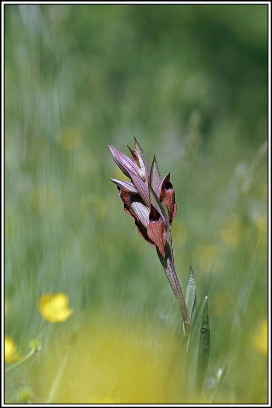 flore(1158)(Sérapias-à-labelle-allongé(Serapias-vomeracea).jpg