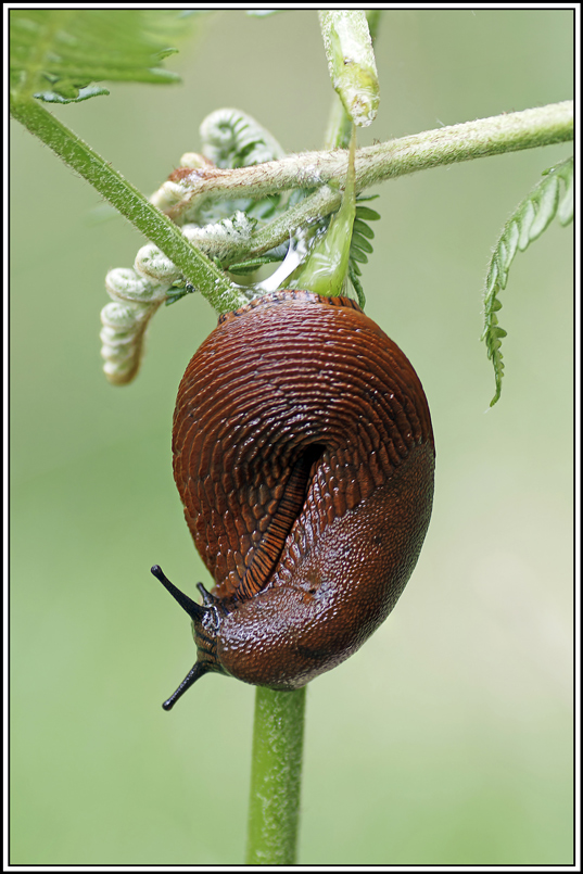 Grande_loche(Arion-rufus)(4_6).jpg