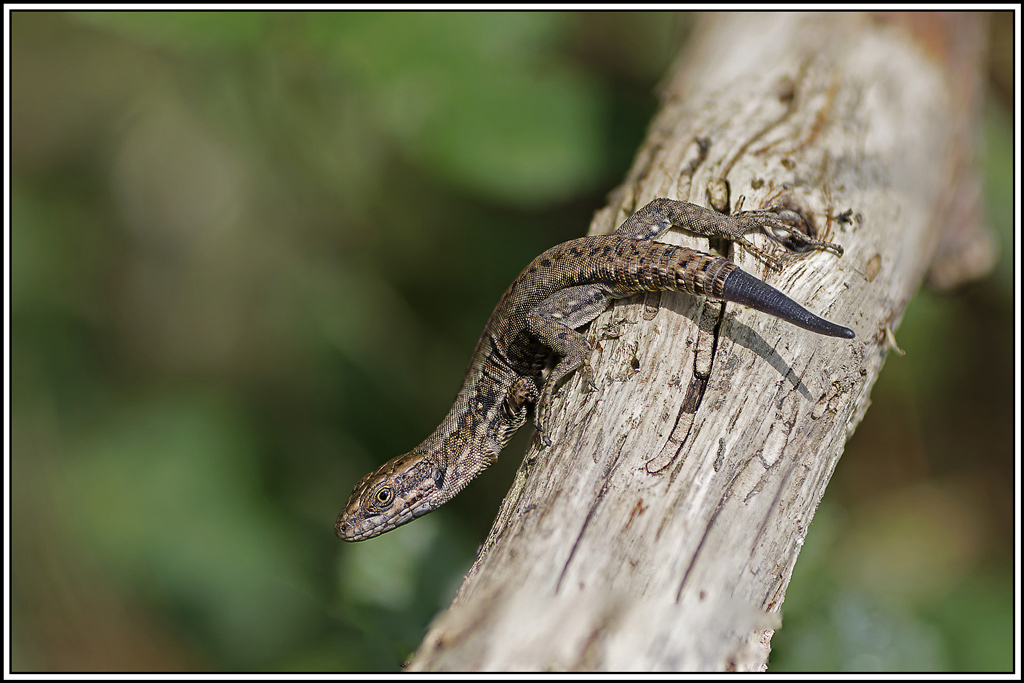 Lézard-vivipare(Zootoca-vivipara)(19_25).jpg