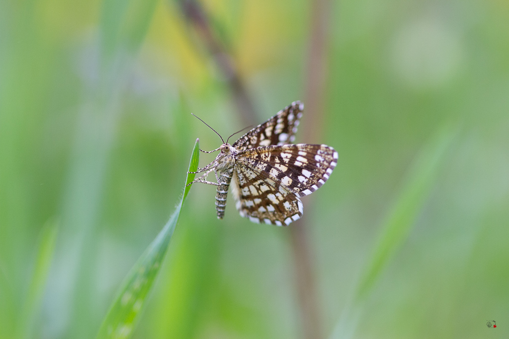 Géomètre à barreaux (Chiasmia clathrata )-1.jpg