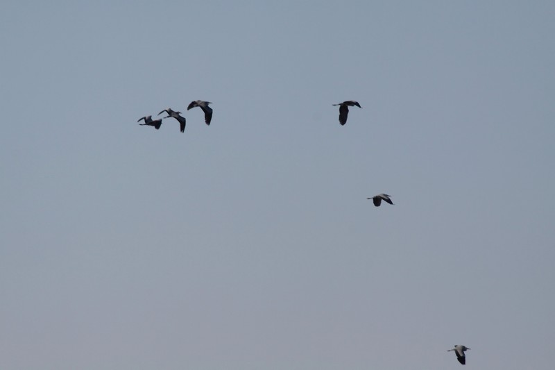 IMG_7052.JPG