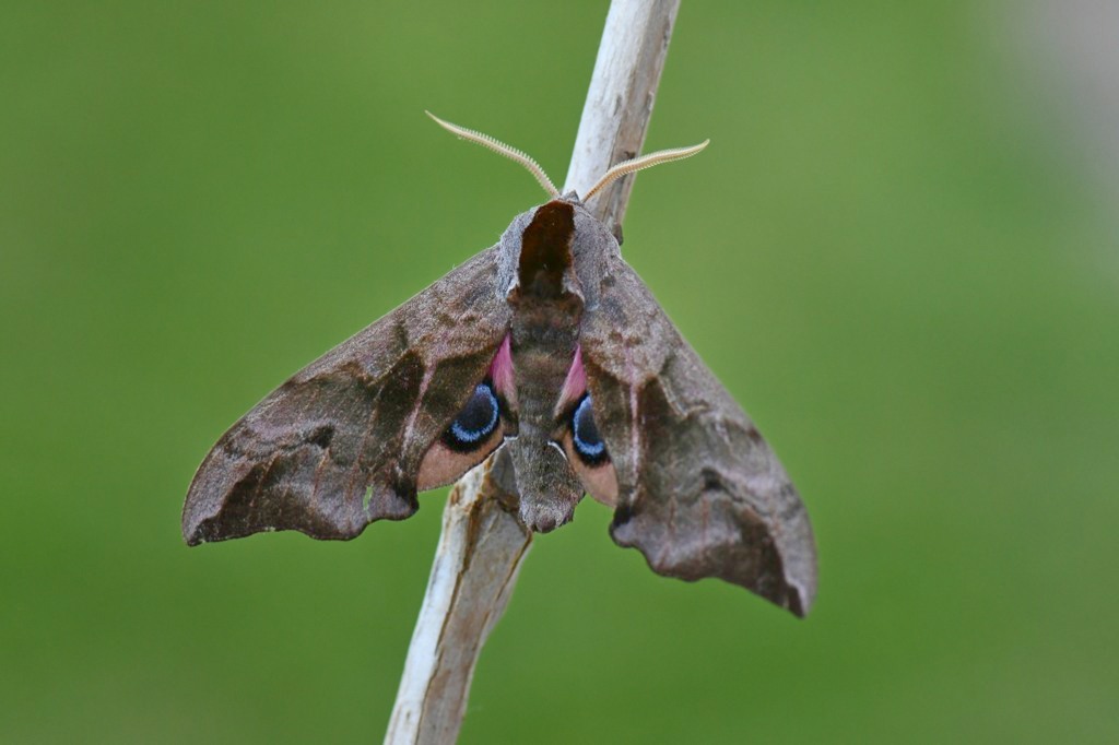 Le Sphinx demi-paon.JPG