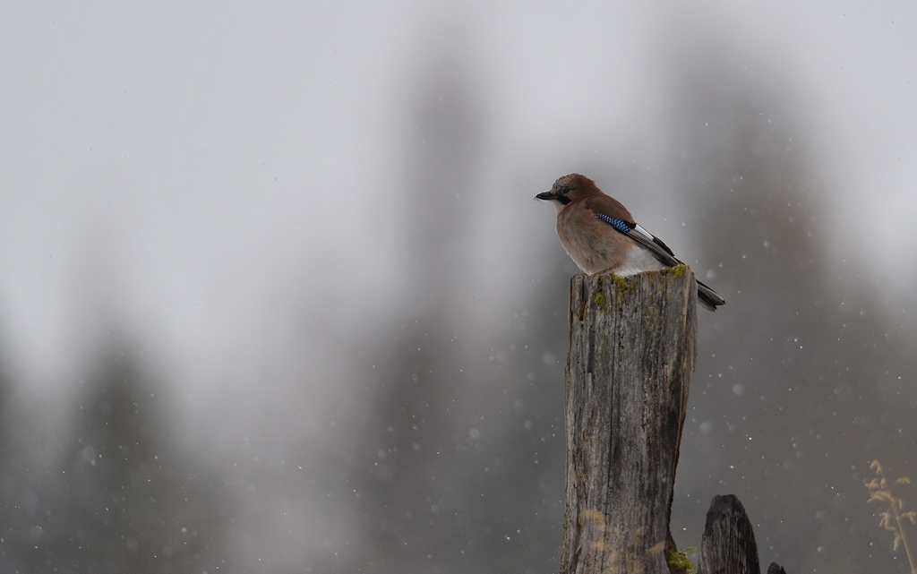 DS5_9767.jpg