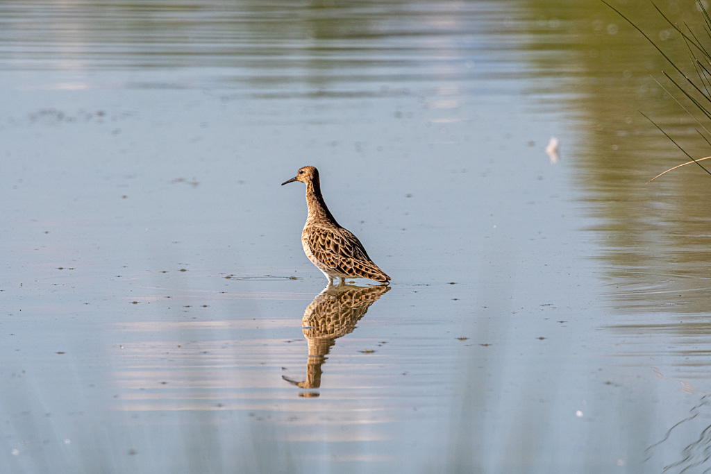_DSC2608-Modifier.jpg