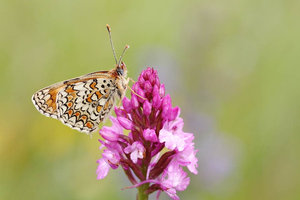 Mélitée des mélampyres Mellicta  athalia.jpg