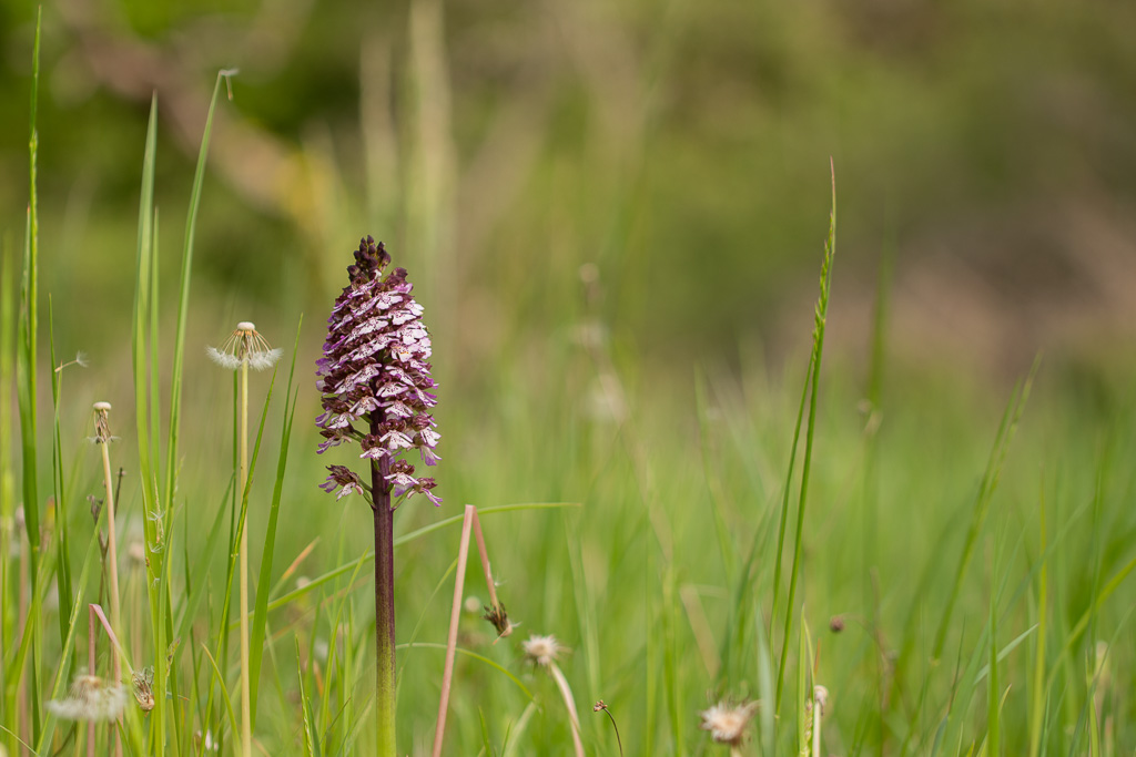 Orchidée.jpg