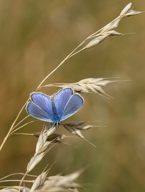 Papillon Azuré des Coronilles.jpg