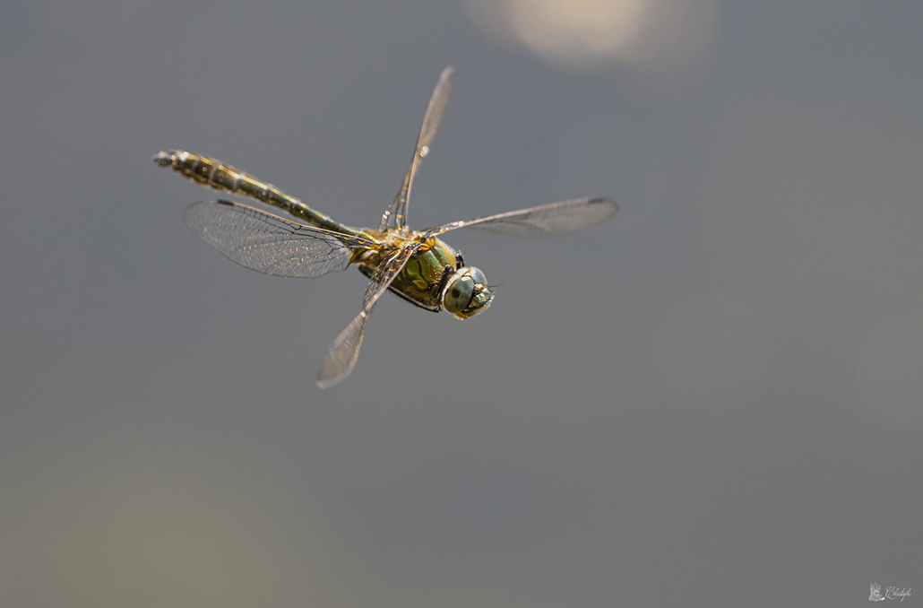 cordulie 08 05 2022 (38).jpg