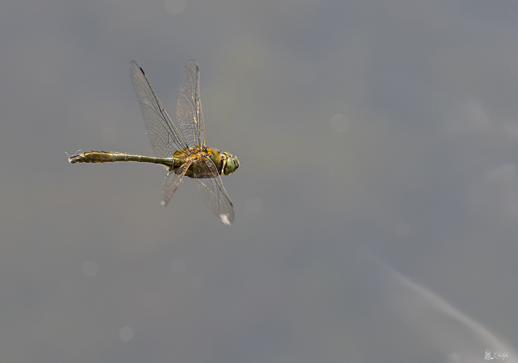 Cordulie en vol 40-150 et iris 07 05 2022 (101).jpg