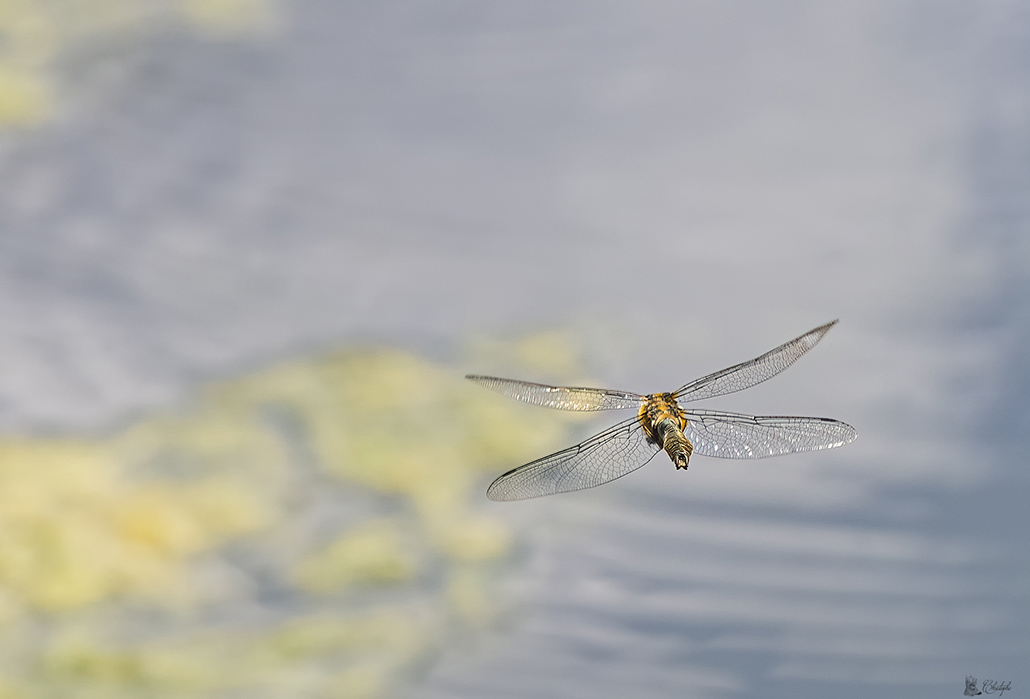Cordulie en vol 40-150 et iris 07 05 2022 (140).jpg