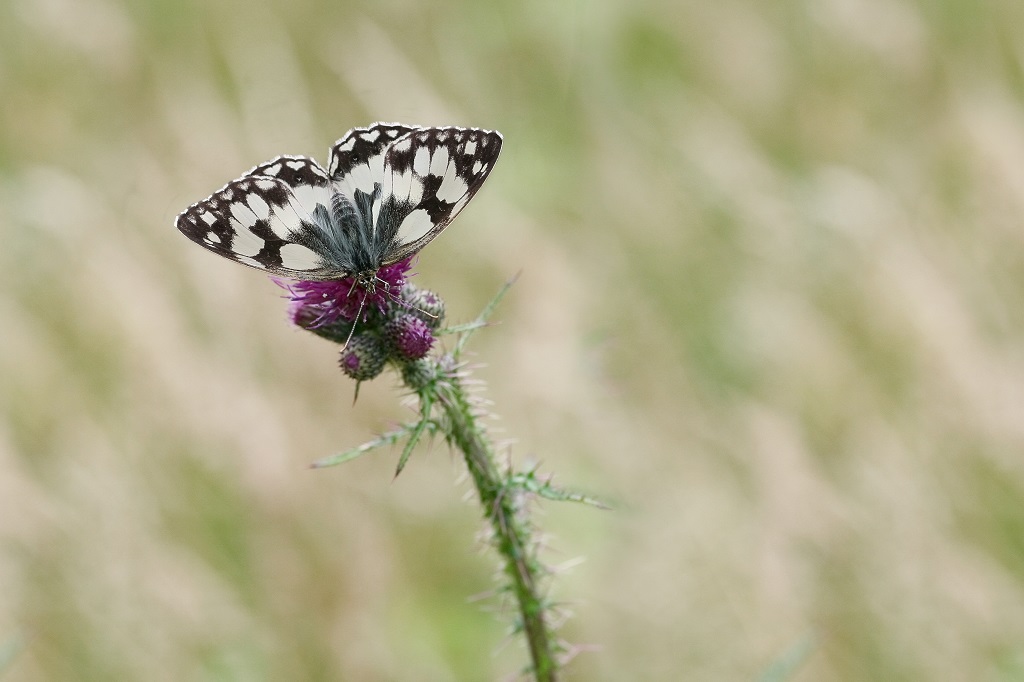 IMG_1738XS Melanargia galathea      Demi-Deuil.jpg