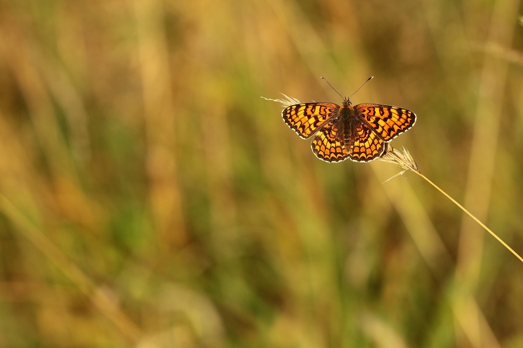 IMG_3992XS Melitaea phoebe Mélitée des centaurées.jpg