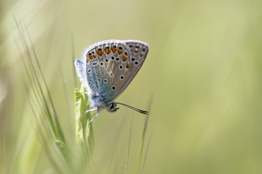 Azuré Bleu.jpg