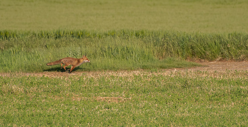 Renard -5-.jpg
