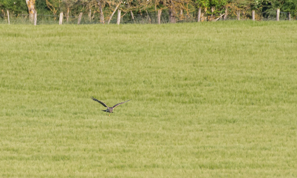 Busard St Martin -4-.jpg