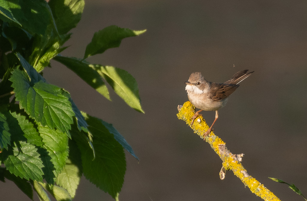 Fauvette grisette -5-.jpg