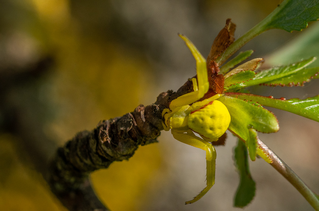 Araignée crabe -0-.jpg