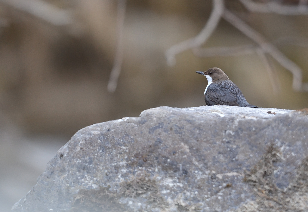 DS5_7488.jpg