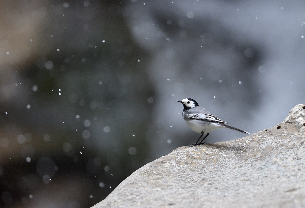DS5_7806.jpg