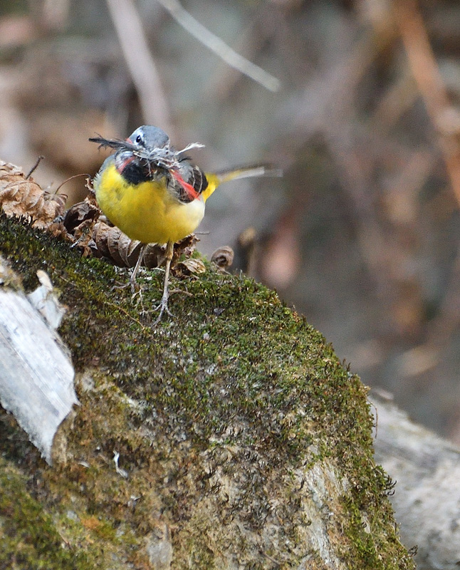 DSC_2669.jpg
