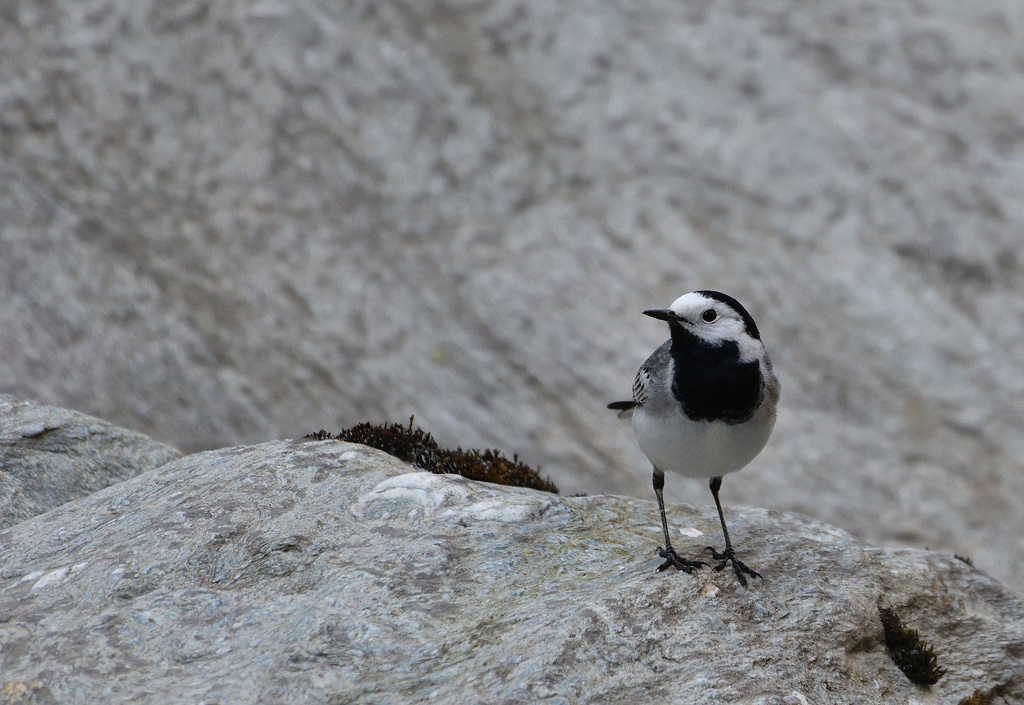 DSC_2682.jpg