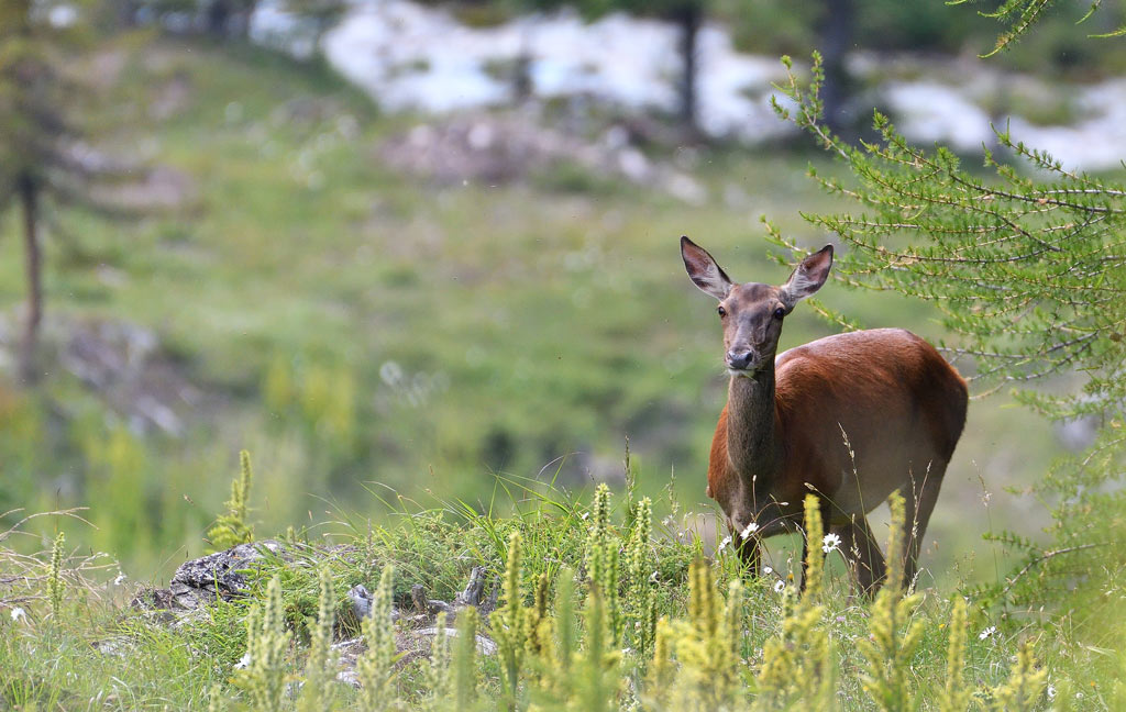 DSC_8053.jpg