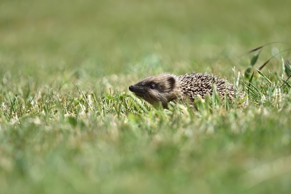 DSC_8510_00002 R2_F.jpg