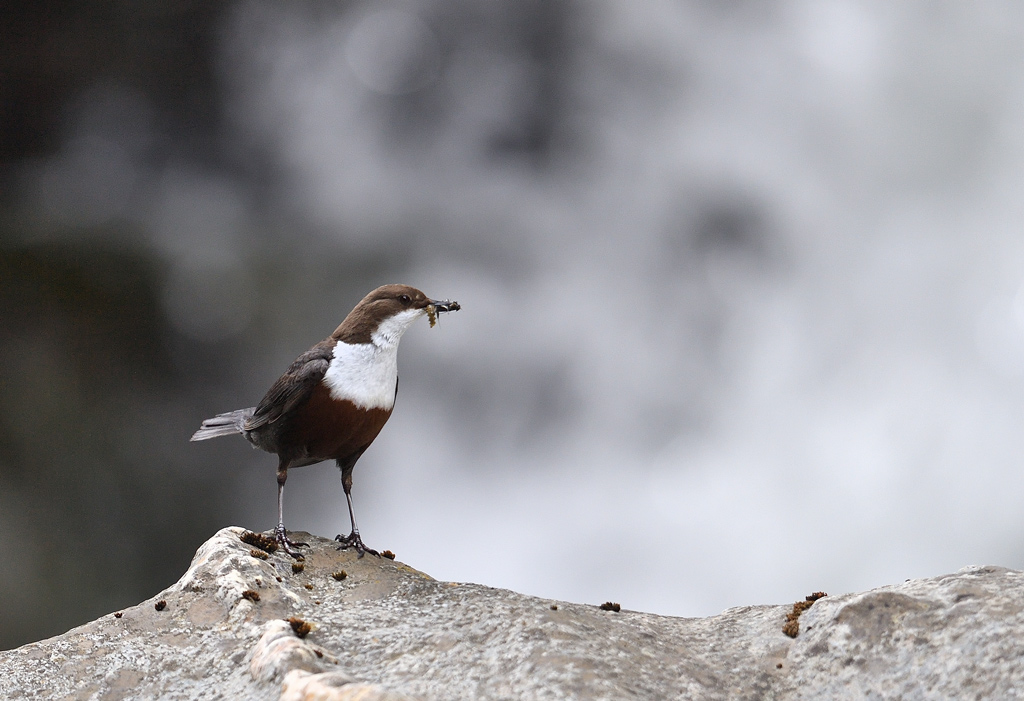 DS5_8338.jpg