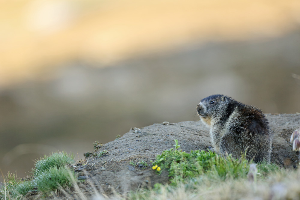 marmotte5703-web.jpg
