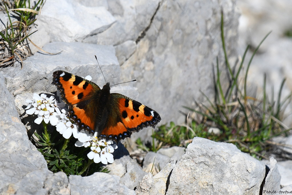 DSC_0459.JPG