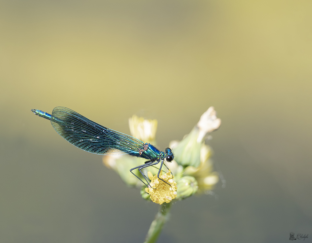 Calopteryx (17).jpg