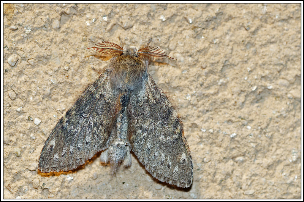 Ecureuil_ou_Bombyx_du_hetre(Stauropus_fagi)(3).jpg