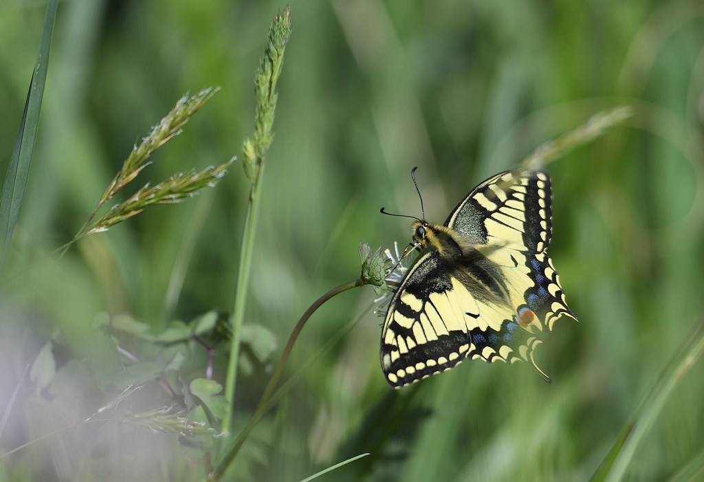 DS5_9791.jpg